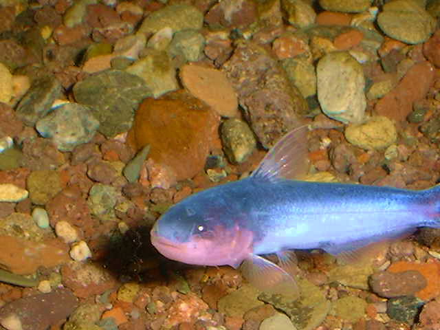 Cetopsis coecutiens Blue